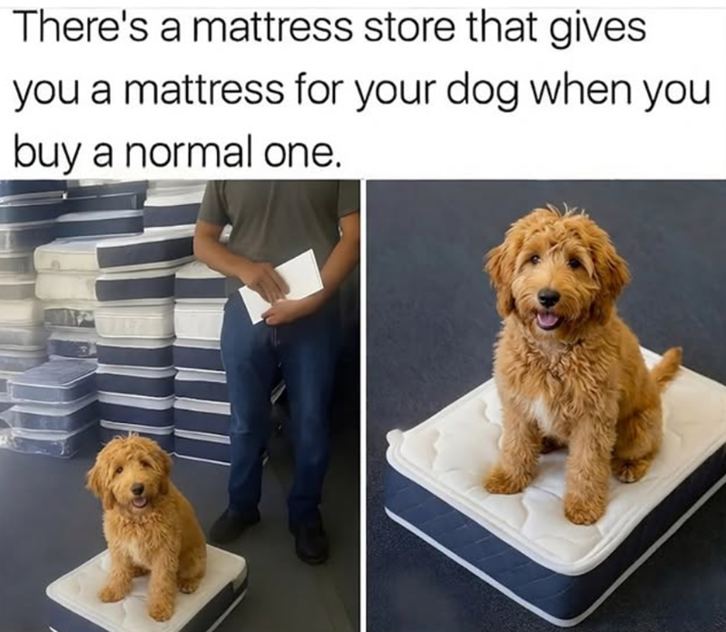 There's a mattress store that gives you a mattress for your dog when you buy a normal one.