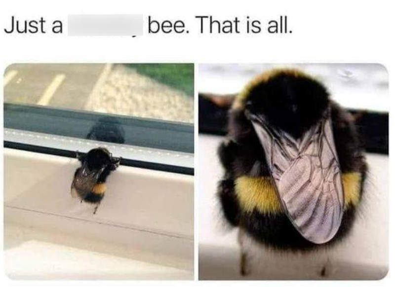 Just a bee. That is all.
