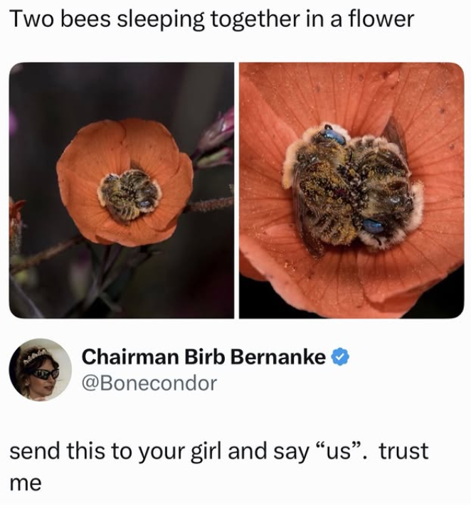 Two bees sleeping together in a flower Chairman Birb Bernanke @Bonecondor send this to your girl and say "us". trust me