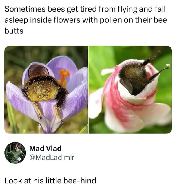 Sometimes bees get tired from flying and fall asleep inside flowers with pollen on their bee butts Mad Vlad @MadLadimir Look at his little bee-hind