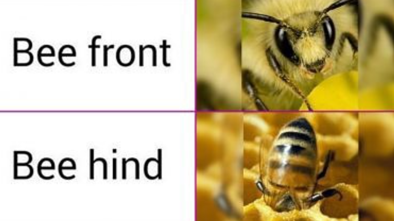 Bee front Bee hind