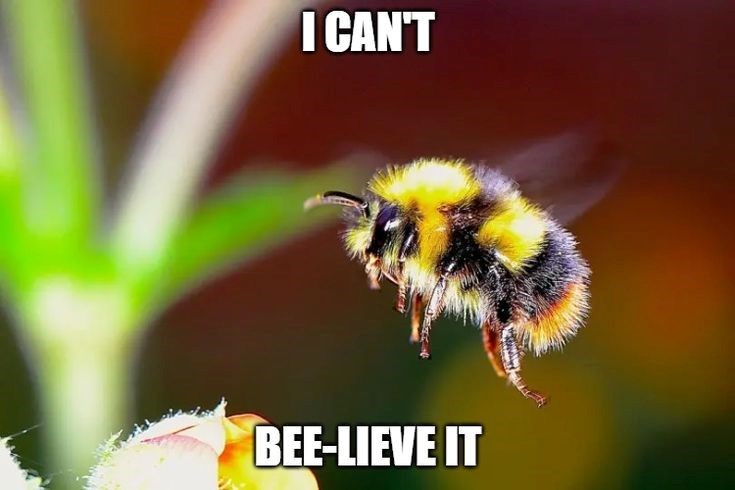 I CAN'T BEE-LIEVE IT