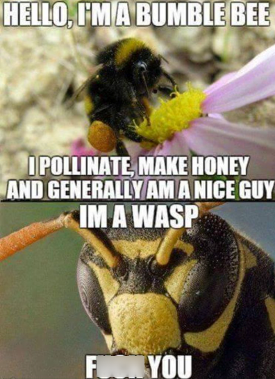 HELLO, FMA BUMBLE BEE IPOLLINATE, MAKE HONEY AND GENERALLY AM A NICE GUY IM A WASP FOR YOU