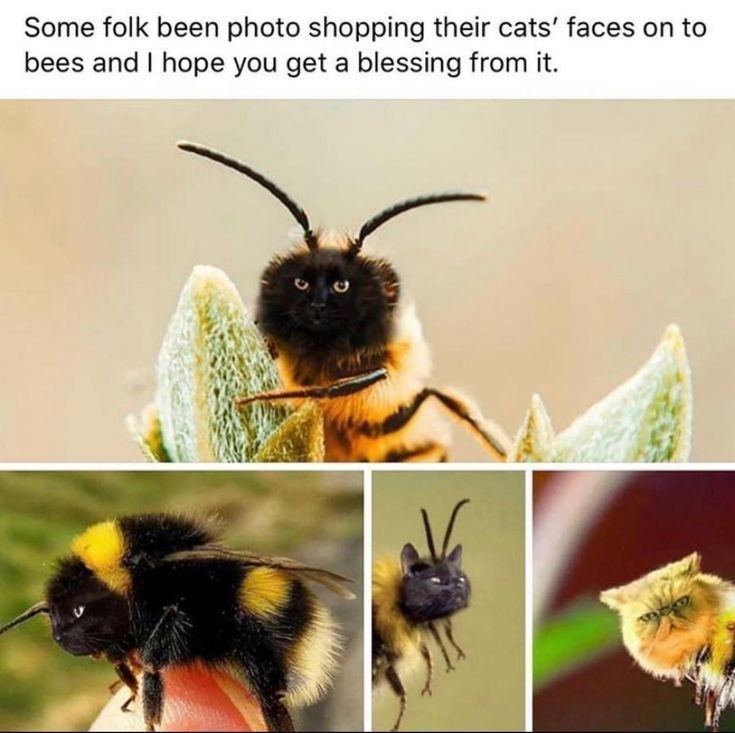 Some folk been photo shopping their cats' faces on to bees and I hope you get a blessing from it.