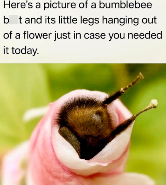 Here's a picture of a bumblebee b t and its little legs hanging out of a flower just in case you needed it today.