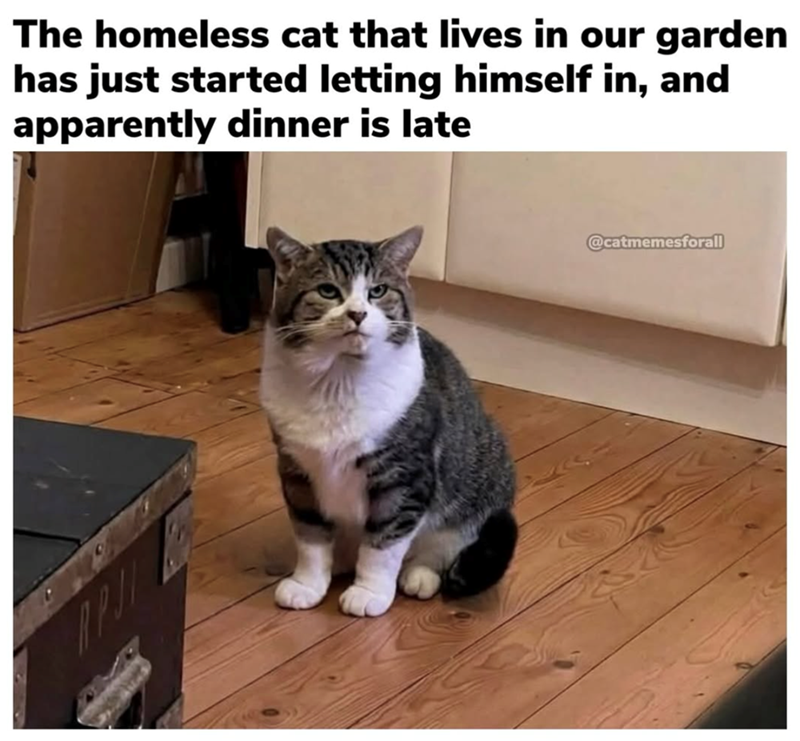 The homeless cat that lives in our garden has just started letting himself in, and apparently dinner is late @catmemesforall