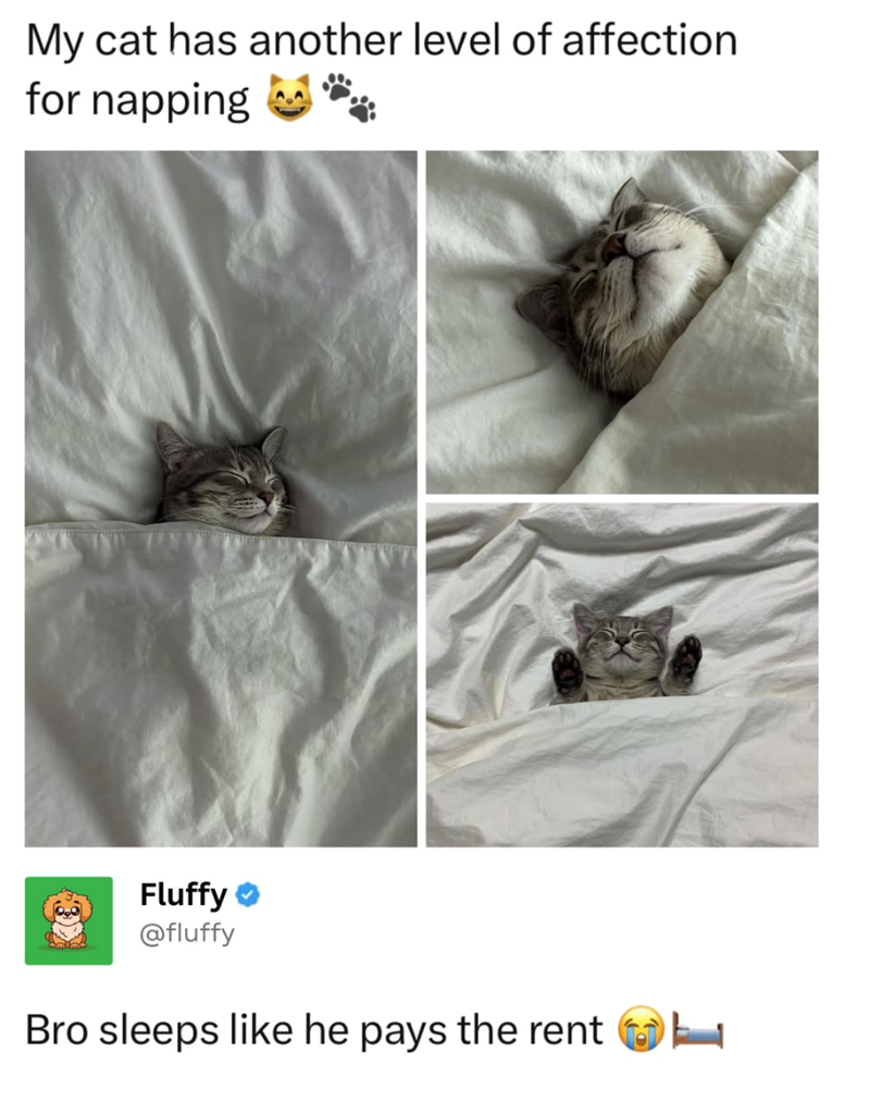 My cat has another level of affection for napping Fluffy @fluffy Bro sleeps like he pays the rent