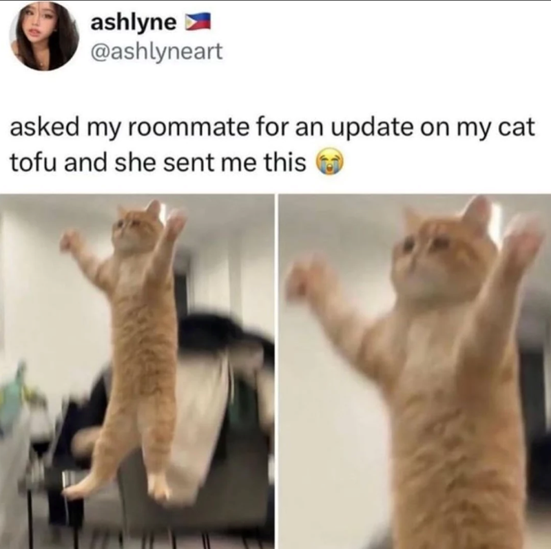 ashlyne @ashlyneart asked my roommate for an update on my cat tofu and she sent me this