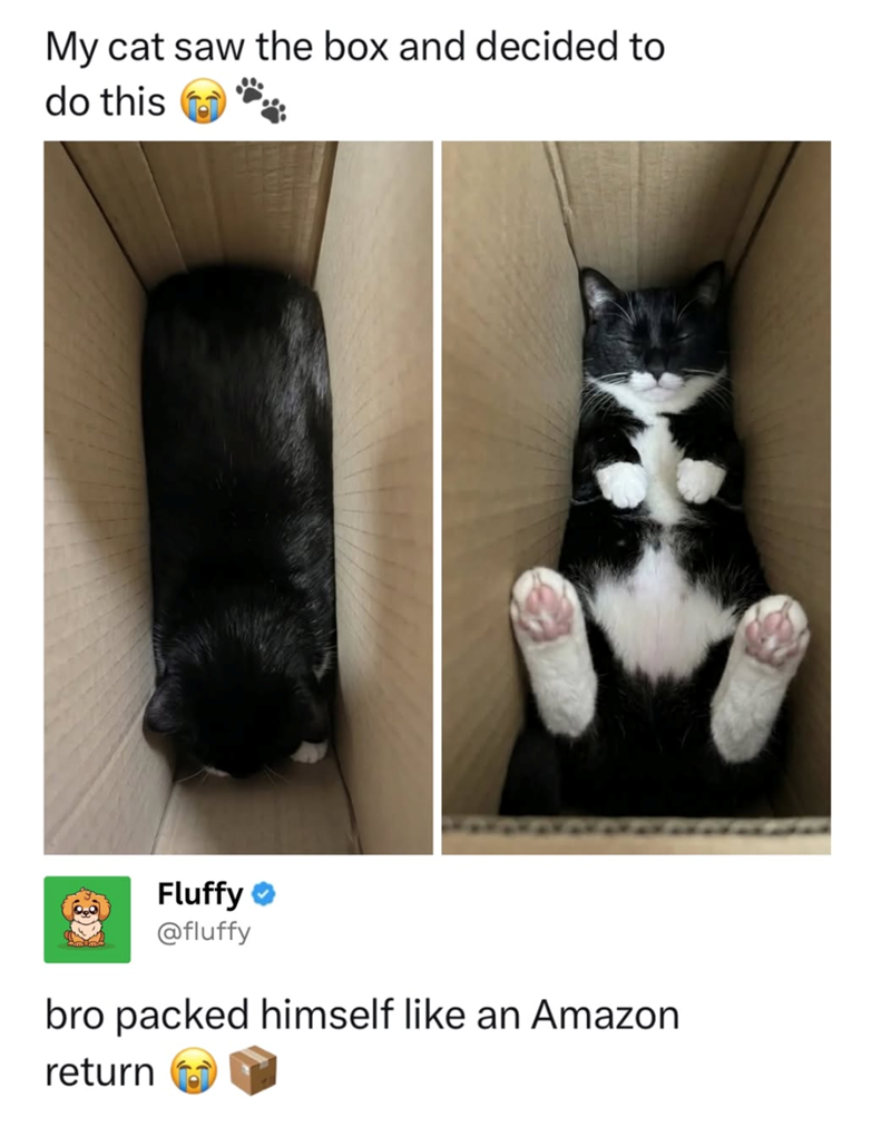 My cat saw the box and decided to do this Fluffy @fluffy bro packed himself like an Amazon return
