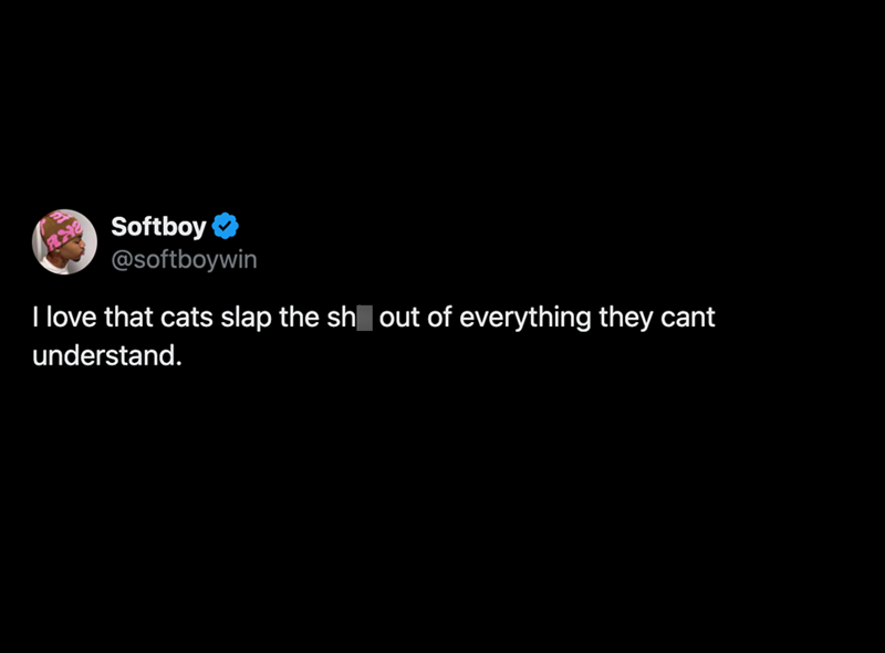 Softboy @softboywin I love that cats slap the sh out of everything they cant understand.