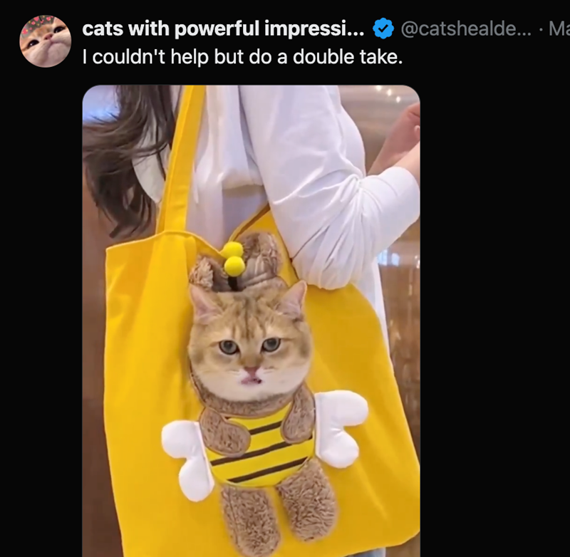 cats with powerful impressi... I couldn't help but do a double take. @catshealde... Ma •
