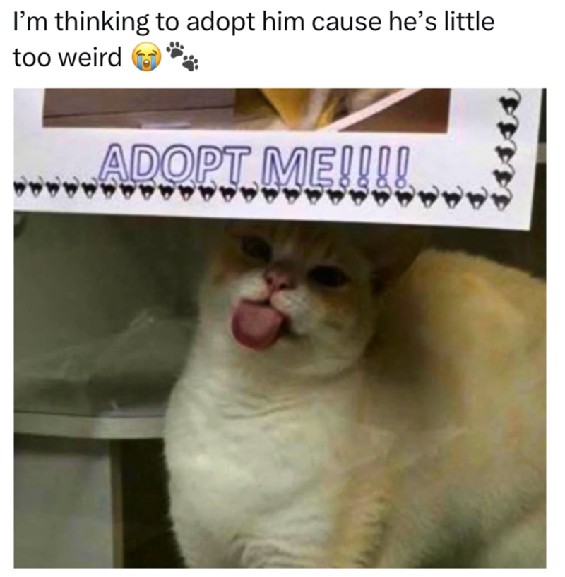 I'm thinking to adopt him cause he's little too weird ADOPT ME!!!!.