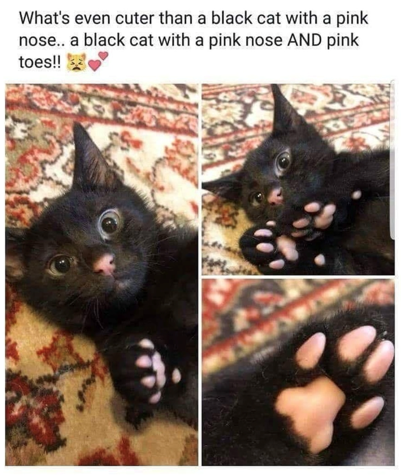 What's even cuter than a black cat with a pink nose.. a black cat with a pink nose AND pink toes!!