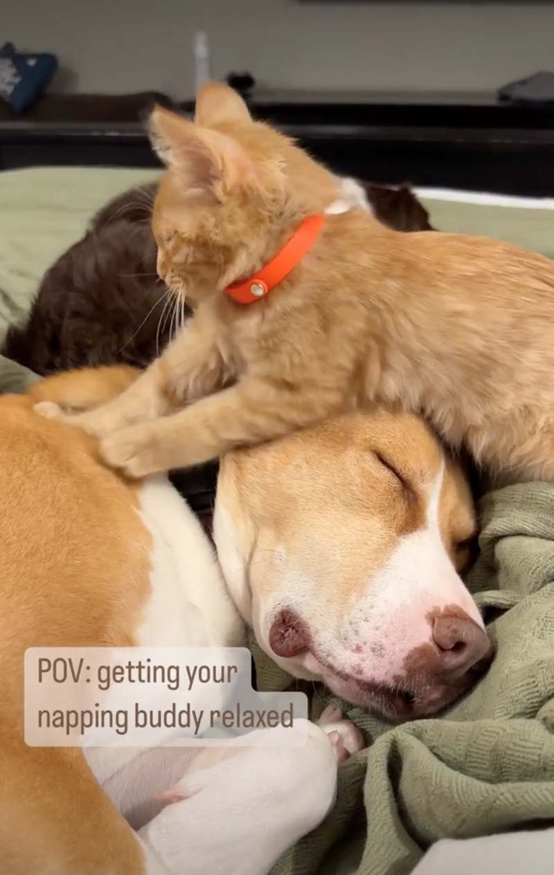 POV: getting your napping buddy relaxed