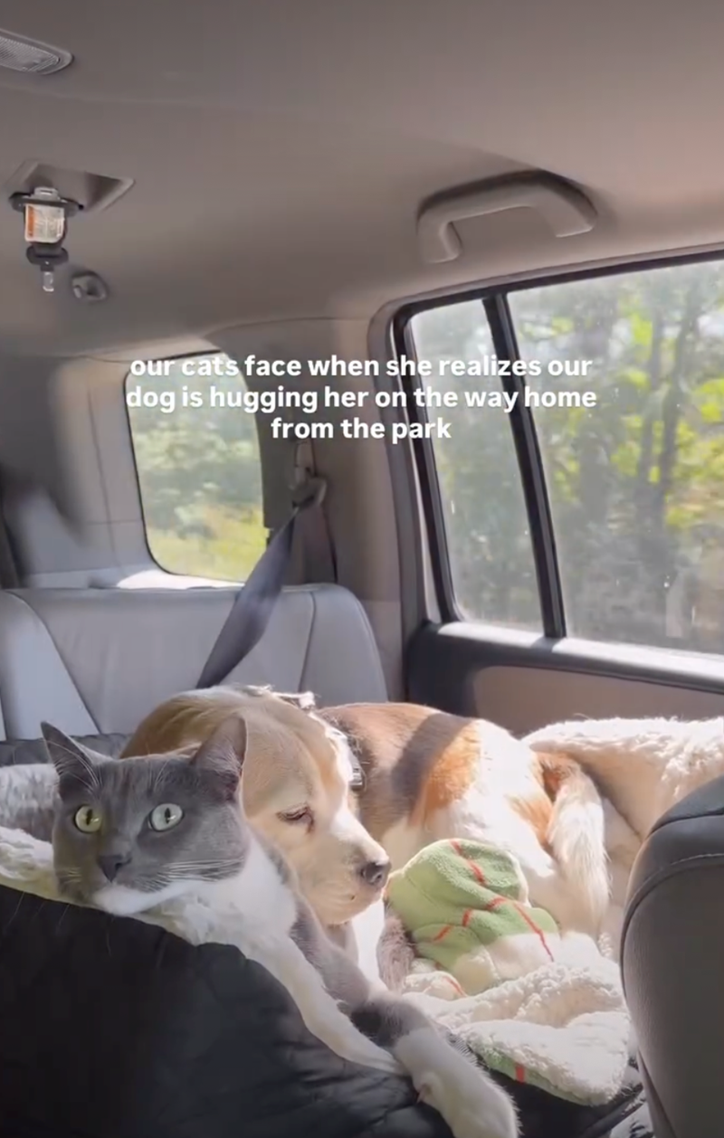 our cats face when she realizes our dog is hugging her on the way home from the park
