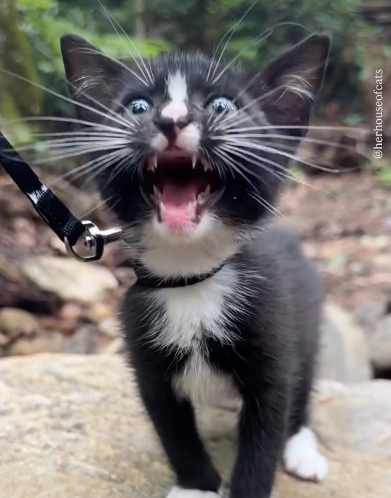 @herhouseofcats