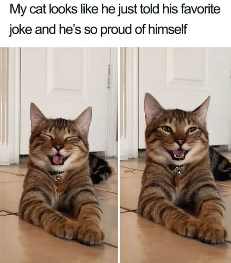 My cat looks like he just told his favorite joke and he's so proud of himself