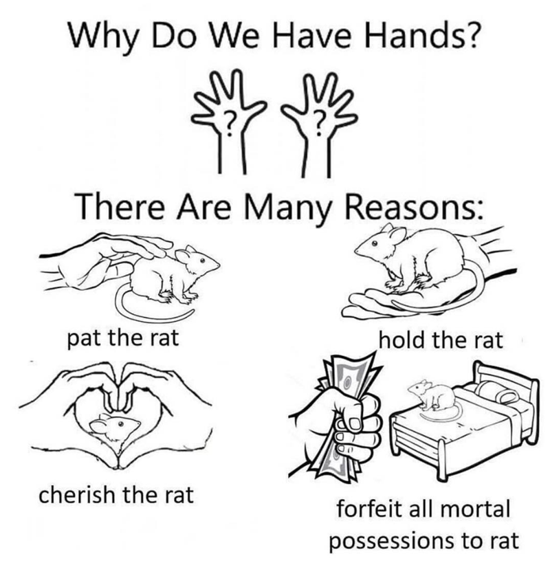 Why Do We Have Hands? There Are Many Reasons: pat the rat hold the rat cherish the rat forfeit all mortal possessions to rat