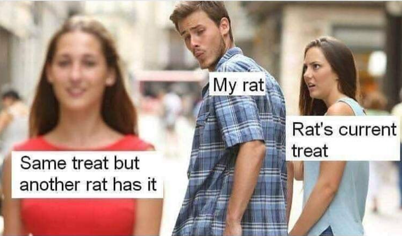 Same treat but another rat has it My rat Rat's current treat