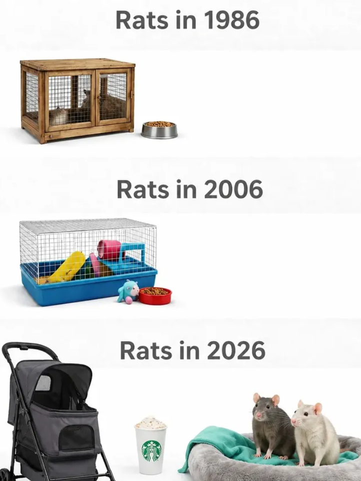 Rats in 1986 Rats in 2006 Rats in 2026