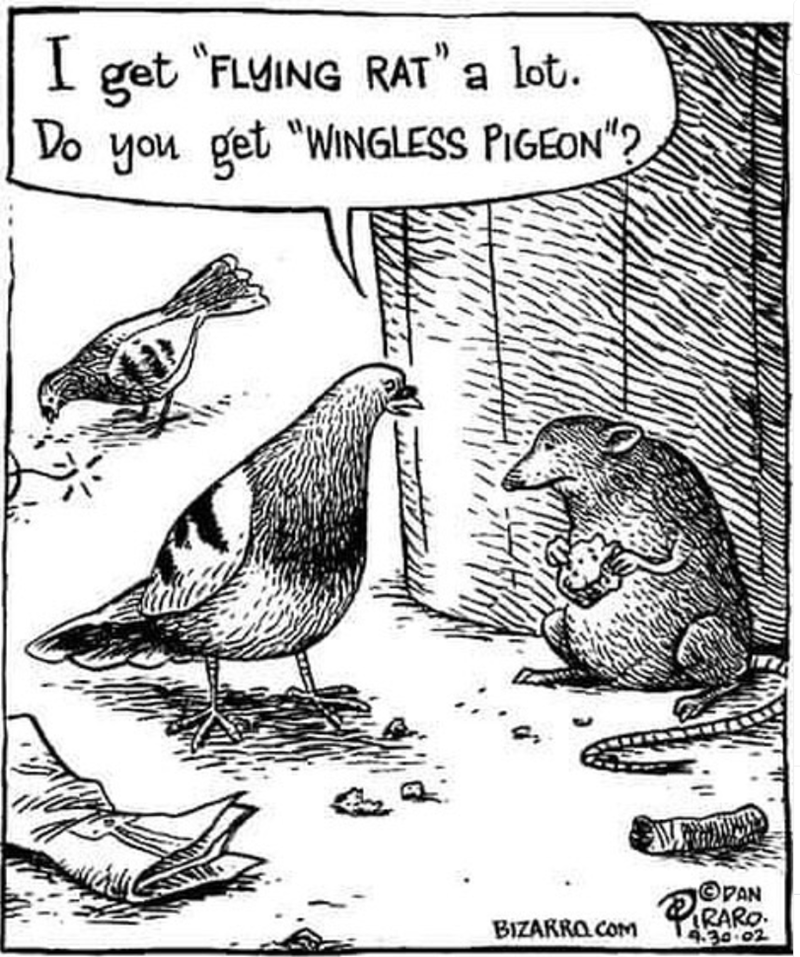 I get "FLYING RAT" a lot. Do you get "WINGLESS PIGEON"? BIZARRO.COM DAN PIRARO 4.30.02