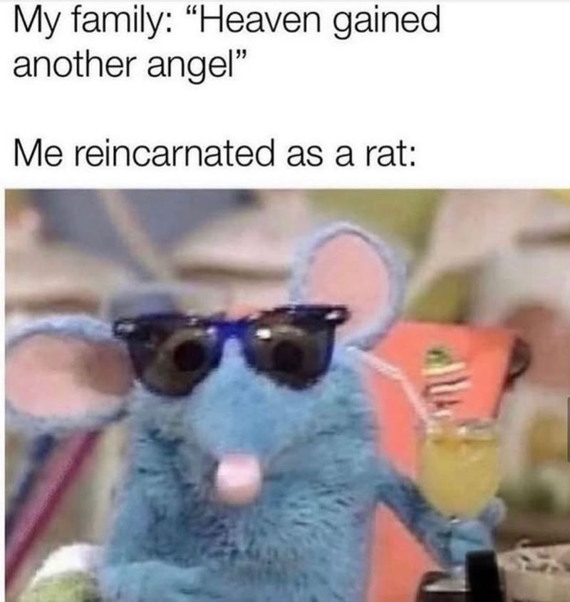 My family: "Heaven gained another angel" Me reincarnated as a rat: