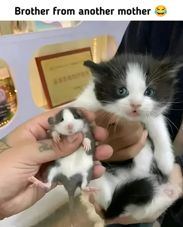 Brother from another mother