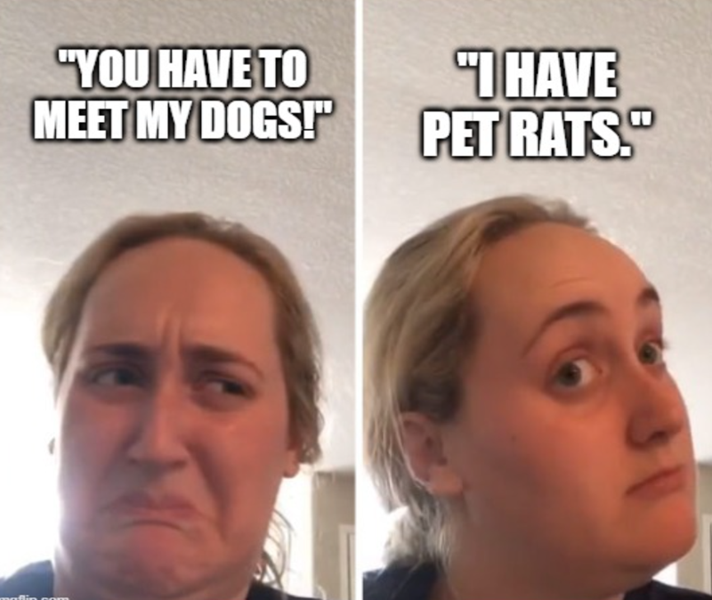 "YOU HAVE TO MEET MY DOGS!" "I HAVE PET RATS.