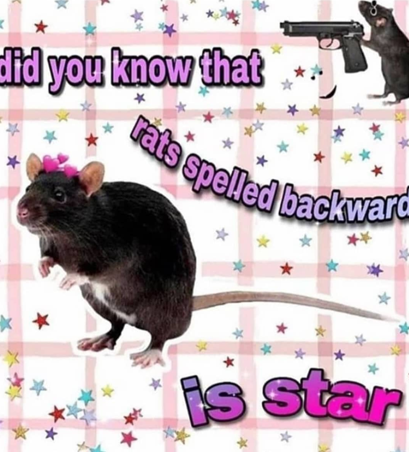 * did you know that ※ rats spelled backward is star