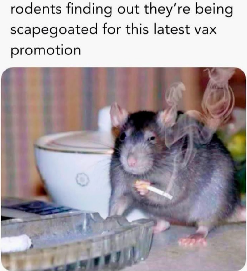 rodents finding out they're being scapegoated for this latest vax promotion