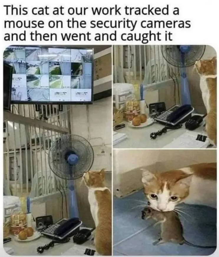 This cat at our work tracked a mouse on the security cameras and then went and caught it AEP