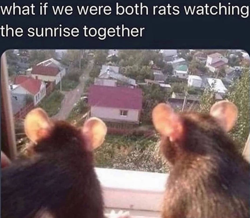 what if we were both rats watching the sunrise together