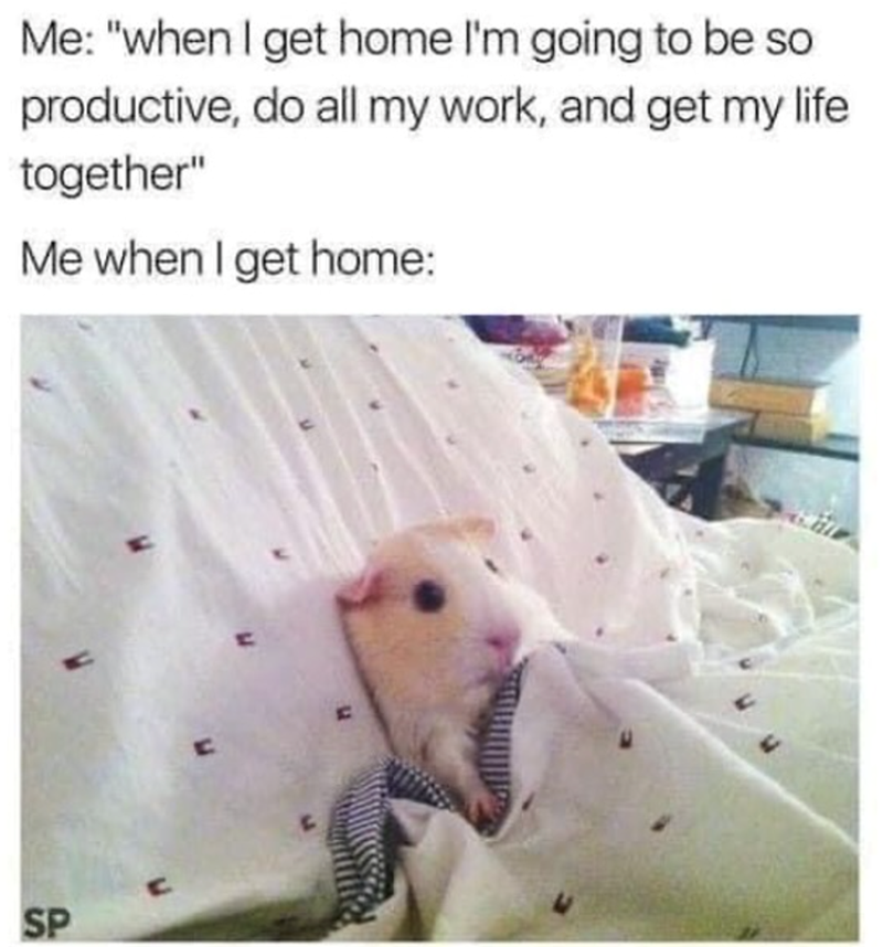 Me: "when I get home I'm going to be so productive, do all my work, and get my life together" Me when I get home: SP