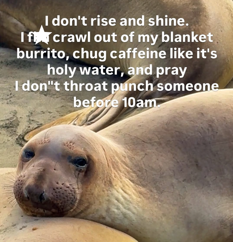 I don't rise and shine. If crawl out of my blanket burrito, chug caffeine like it's holy water, and pray I don"t throat punch someone before 10am.