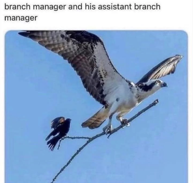 branch manager and his assistant branch manager