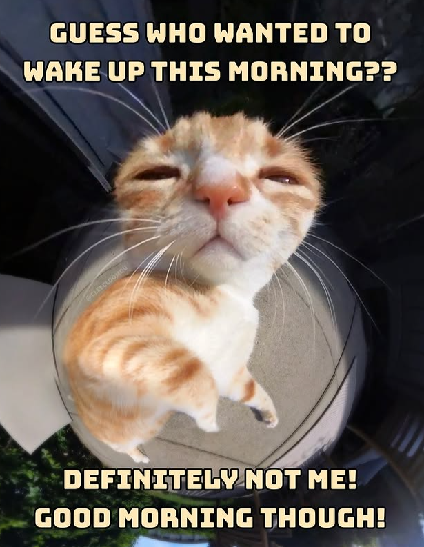GUESS WHO WANTED TO WAKE UP THIS MORNING?? @CLEECLOOMQU DEFINITELY NOT ME! GOOD MORNING THOUGH!
