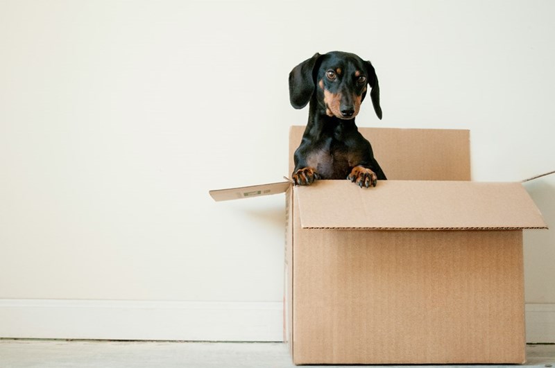 A Dachshund dog sits in moving box.