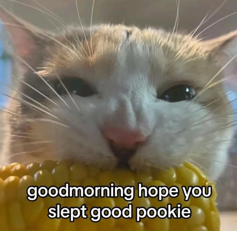 goodmorning hope you slept good pookie