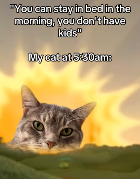 "You can stay in bed in the morning, you don't have kids" My cat at 5:30am: