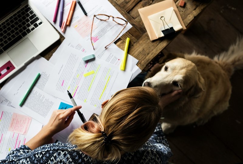 Dog greets owner while she tries to grade her student's essays