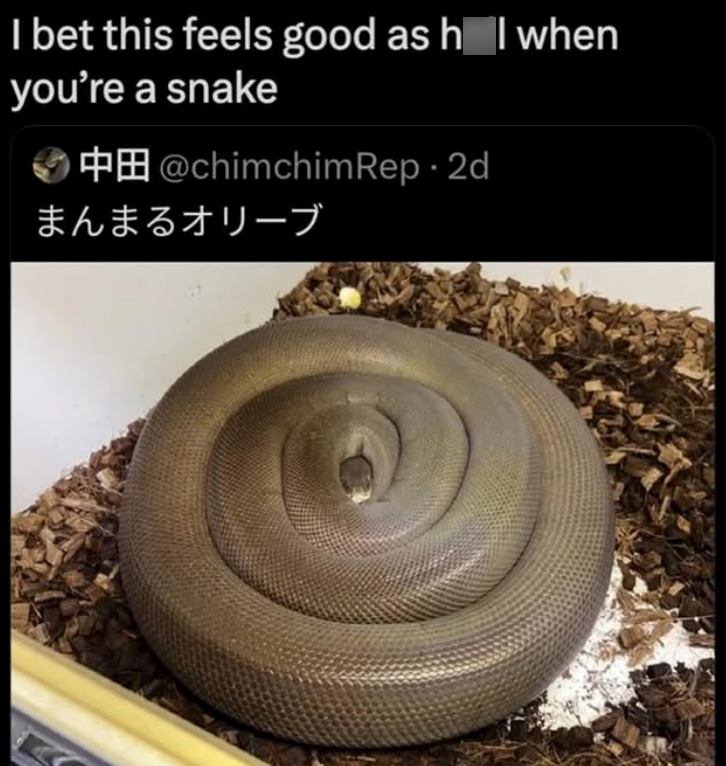 I bet this feels good as h I when you're a snake @chimchimRep. 2d まんまるオリーブ
