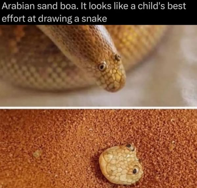 Arabian sand boa. It looks like a child's best effort at drawing a snake