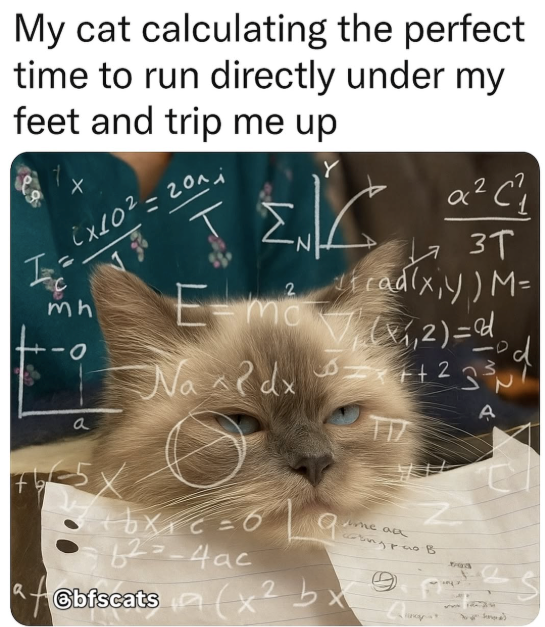 My cat calculating the perfect time to run directly under my feet and trip me up I Cx10² = 201 mh O a 2 E-ma Na dx 2 α² (1 3T radix,y)M= V(x1,2)=dd A 75 +bx=6 82=-4ac 9 ime au Cbiscats (x2 bx 503 S