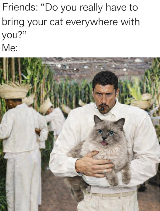 Friends: "Do you really have to bring your cat everywhere with you?" Me:
