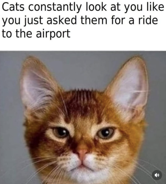Cats constantly look at you like you just asked them for a ride to the airport 剛
