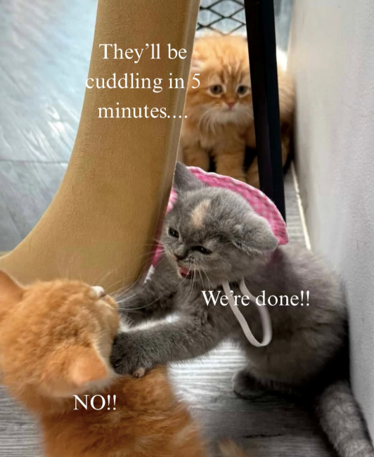 They'll be cuddling in 5 minutes.... NO!! We're done!!