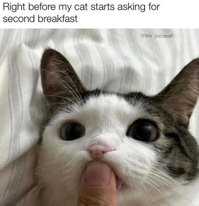 Right before my cat starts asking for second breakfast @the_pizzacat