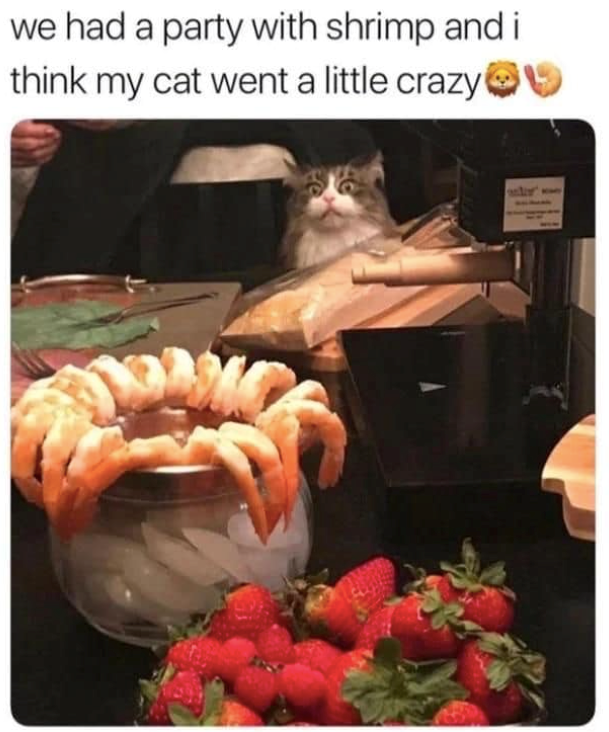 we had a party with shrimp and i think my cat went a little crazy