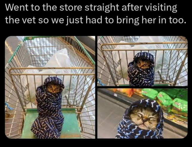 Went to the store straight after visiting the vet so we just had to bring her in too. ININT