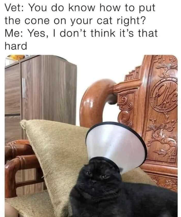 D Vet: You do know how to put the cone on your cat right? Me: Yes, I don't think it's that hard